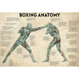 Tableau Boxing Anatomy, identification des différents muscles du boxeur actif